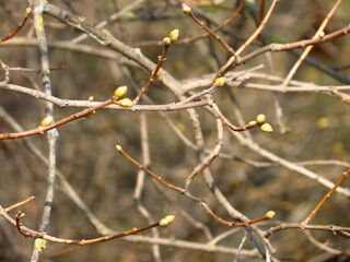 branches of a tree in winter