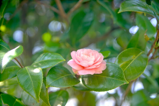 93 最適な 椿の生垣 画像 ストック写真 ベクター Adobe Stock