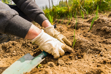 Hands of a farmer in the foreground planting sprouts of onions in an organic garden to promote a natural and healthy diet