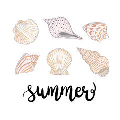 Hand drawn vector illustrations - collection of seashells. Marine set.