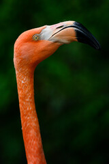 Fototapeta premium Phoenicopterus ruber - Close-up on the head of a red flamingo.