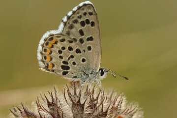 Closeup of the small baton blue Pseudophilotes baton in Gard, France