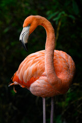 Phoenicopterus ruber - Red flamingo in detail with dark background.