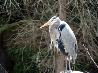 great blue heron ardea cinerea