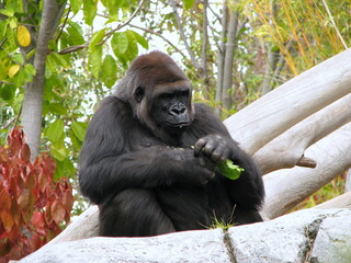 portrait of a gorilla