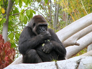 portrait of a gorilla