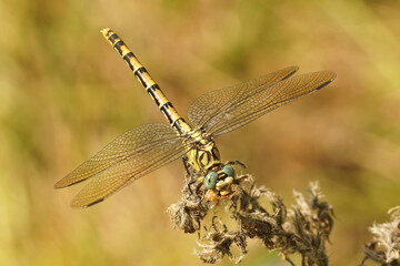 Closeup on a female the small pincertail or green-eyed hook-tailed dragonfly, Onychogomphus forcipatus in Gard, France