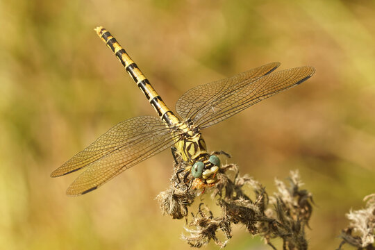 Closeup on a female the small pincertail or green-eyed hook-tailed dragonfly, Onychogomphus forcipatus in Gard, France