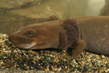 Closeup on a large , 12 inch long, neotenic adult coastal giant salamander , Dicamptodon tenebrosus