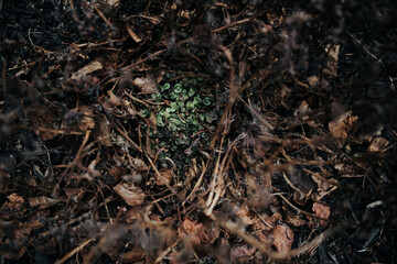 New growth in Spring
