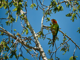 Red and green parrot. Psittacara mitratus. Aratinga mitrada