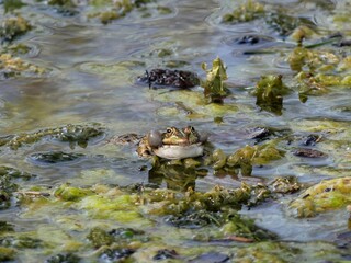 frog on a moss