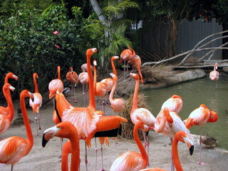 group of flamingos in zoo