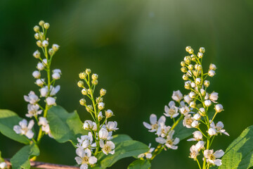 White flowers blooming bird cherry. Close-up of a Flowering Prunus padus Tree with White Little Blossoms