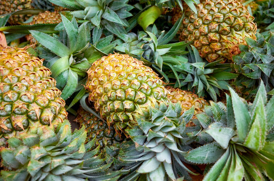 Close up picture of ripe pineapples on a local market, selective focus.