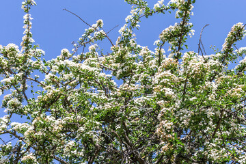 Blooming apple tree with numerous white flowers against a cloudless blue sky