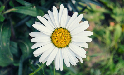 Fototapeta premium single flowers with petals on natural background