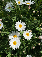 Close up photo of daisies, white and yellow in the a local garden. 