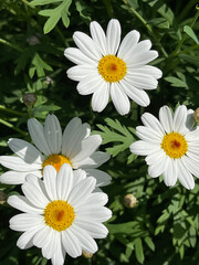 Close up photo of daisies, white and yellow in the a local garden. 