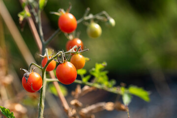 Spring tomatoes growing in the garden
