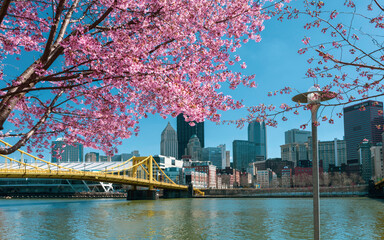 cherry blossom in the spring © Jerry