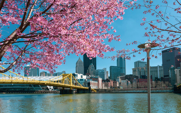 cherry blossom in the spring