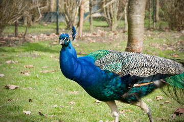 Fototapeta premium Beautiful colored peacock in the garden