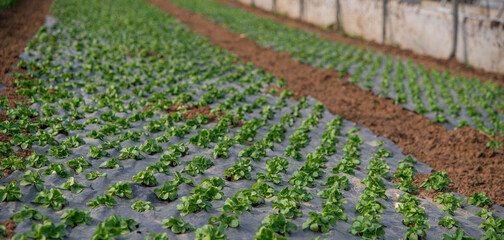 greenhouse vegetables