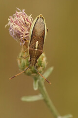 Closeup on a shieldbug, Maccevethus errans in Gard, France