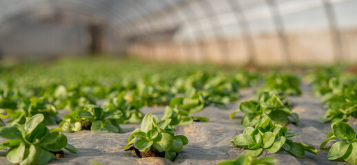 greenhouse vegetables
