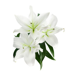 Beautiful white lily isolated on white background.