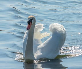 Cygne avec les ailes en forme de coeur