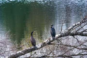 A couple of great cormorants are resting on a tree. waterfowl bird by the lake.	