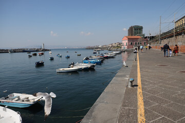 Gli uccelli di mare