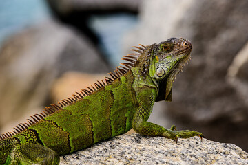 Green iguana, American iguana is a lizard reptile in the genus Iguana in the iguana family. And in the subfamily Iguanidae.