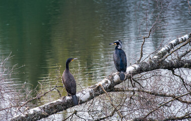 A couple of great cormorants are resting on a tree. waterfowl bird by the lake.