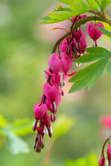 Dicentra spectabilis bleeding heart flowers in hearts shapes in bloom, beautiful Lamprocapnos pink...