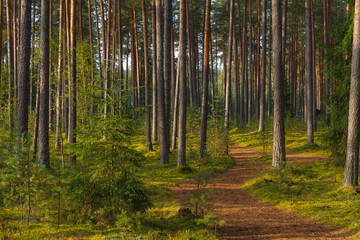 Path in beautiful pine forest lit by the sun. Estonia.