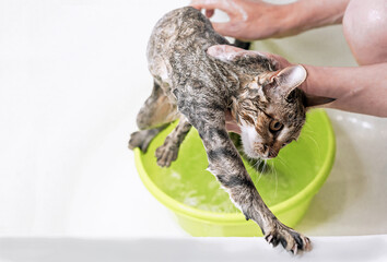 Bathing a tabby cat. Wet and disgruntled kitten tries to escape.