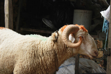 Sacrificial ram, Domestic Male Sheep waiting to be purchased with other for The Sacrifice Feast Eve. Turkey Traditionally. islam.