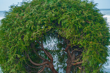 tree arch on the shore