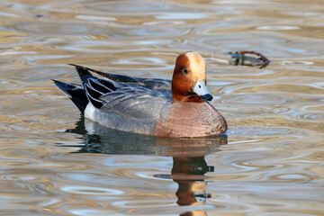 Eurasian wigeon mareca penelope male swimming on river water in winter, side view. Cute accurate intelligent duck in wildlife.