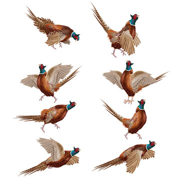 faisan, chasse, m&acirc;le, animal, coq, nature, sauvage, position, ailes, cuisiner, isol&eacute;, ferme, poule, volaille, illustration,  blanc, oiseau, faune, commun, gazon, bec, color&eacute;, aviaire
