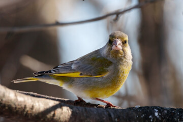 European greenfinch chloris chloris sitting on branch of tree. Cute green songbird in wildlife.