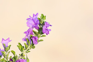 Delicate flowering of Purple Sage bush against beige stucco wall in horizontal format with clean copy space on right