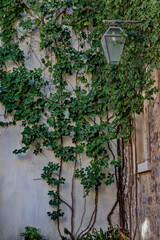 A wall overgrown with ivy