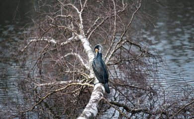 Great cormorant (Phalacrocorax carb) resting on a tree by the lake.