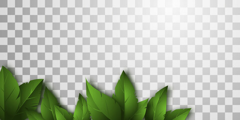 Realistic green leaves cast a beautiful shadow. Isolated foliage on transparent background. Vector illustration