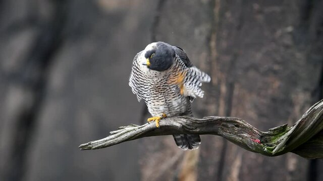 Peregrine Falcon Video Clip