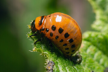 Colorado potato beetle larvae eats potato leaves, damaging agriculture